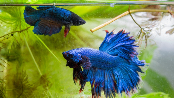 Dragon Scale Betta Behavior & Temperament