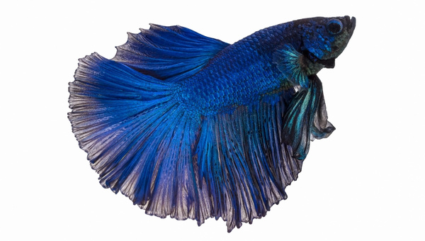 Dragon Scale Betta