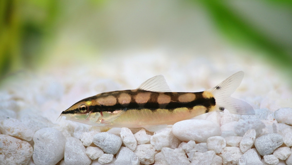 Dwarf Chain Loaches Appearance