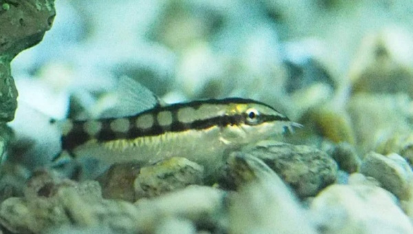 Dwarf Chain Loaches Behavior & Temperament