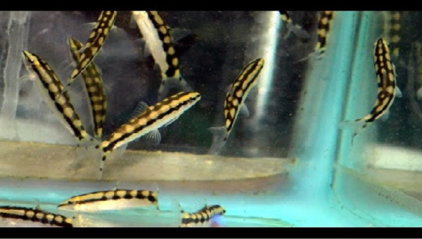 Dwarf Chain Loaches Breeding