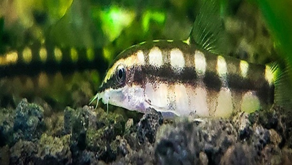 Dwarf Chain Loaches Food & Diet