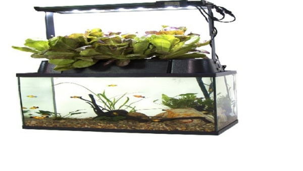 ECO-Cycle Aquaponics Indoor Garden System By Ecolife