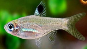 Emerald Eye Rasbora