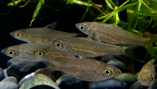 Emerald Eye Rasbora Appearance