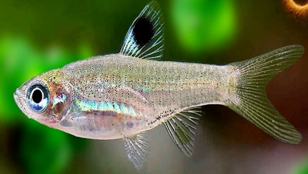 Emerald Eye Rasbora Care Guide