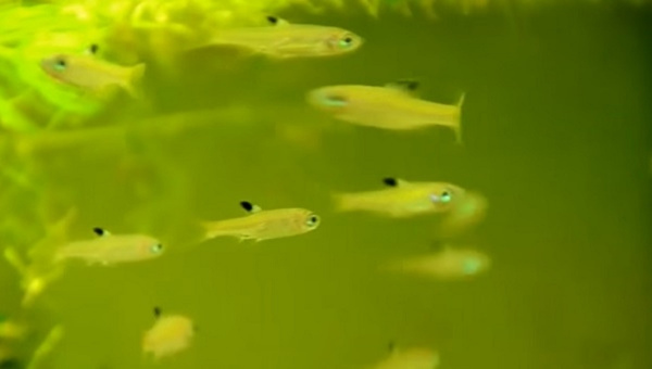 Emerald Eye Rasbora Breeding