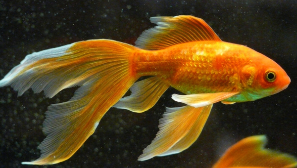 Fantail Goldfish Appearance