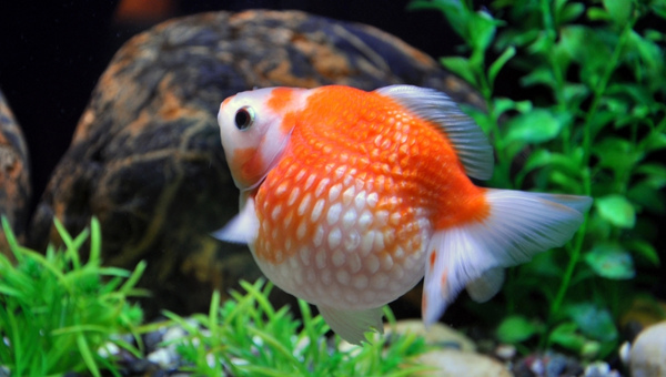 Fantail Goldfish Breeding And Propagation