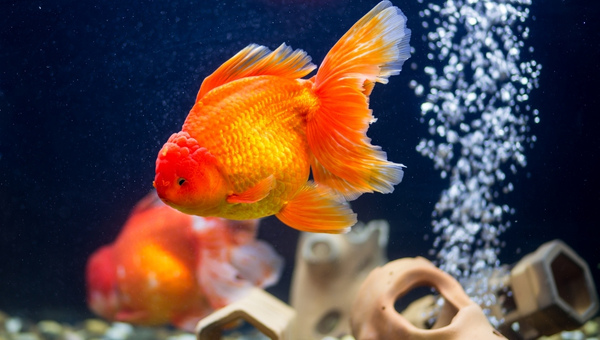 Fantail Goldfish Size & Growth Rate