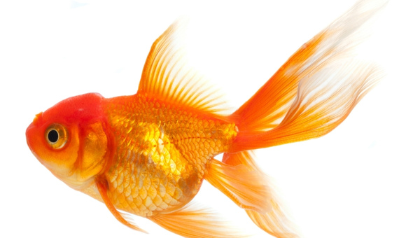 Fantail Goldfish Species Summary