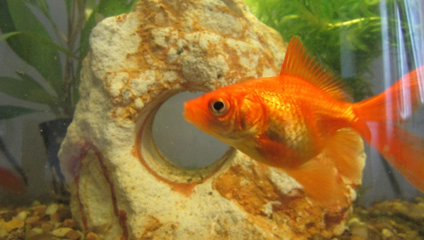 Fantail Goldfish Tank Decorations
