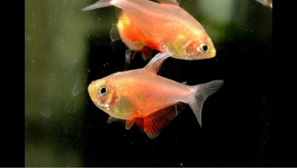 Flame Tetra Appearance