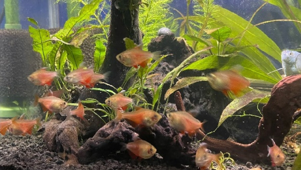 Flame Tetra Behavior and Temperament