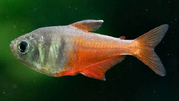 Flame Tetra Breeding