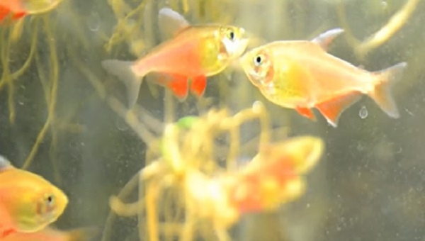 Flame Tetra Care Guide