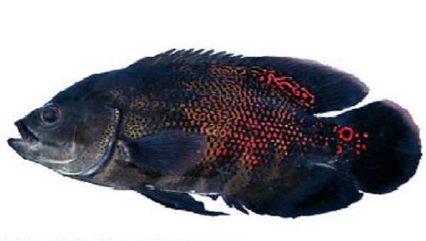 Florida Oscar Fish