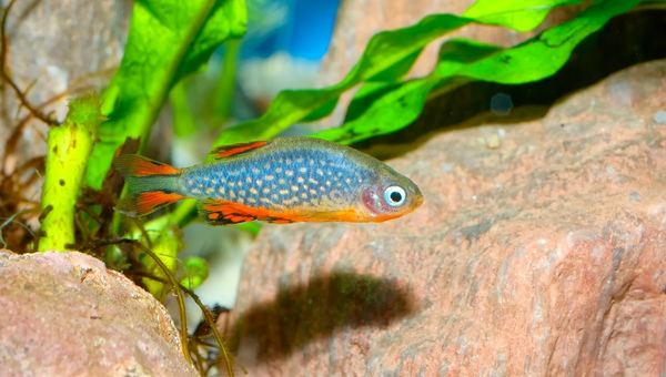 Galaxy Rasbora