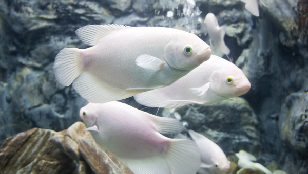 Giant Gourami Breeding