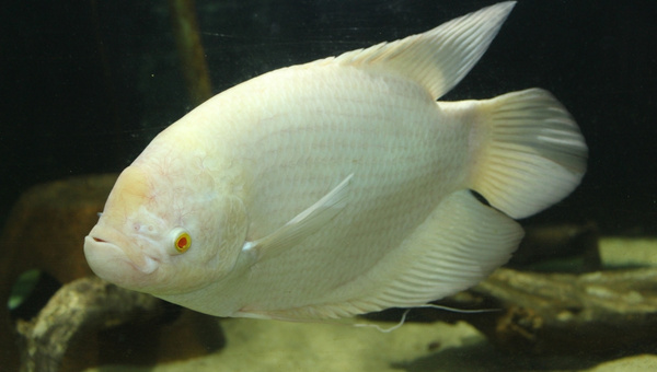 Giant Gourami Species Summary