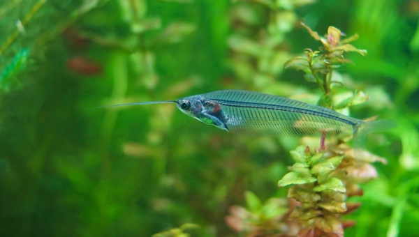 Glass Catfish Appearance