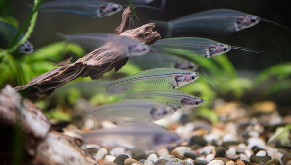 Glass Catfish Breeding