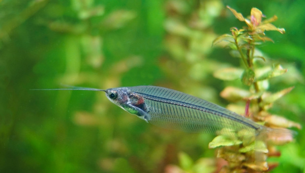 Glass Catfish Size & Growth Rate