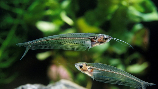 Glass Catfish Species Summary