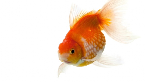 Goldfish Turning White