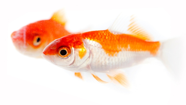 Goldfish Turning White