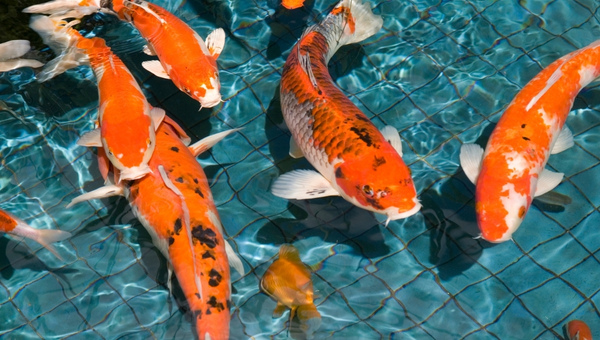 Goldfish Turning White