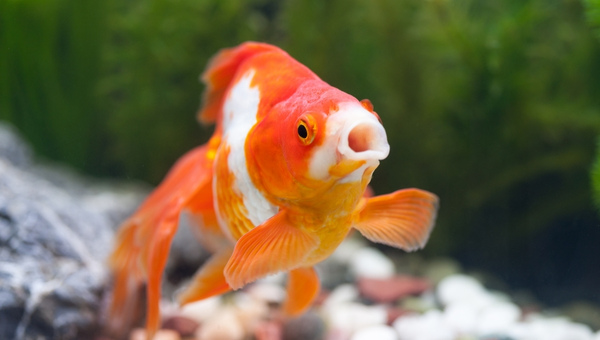 Goldfish Turning White