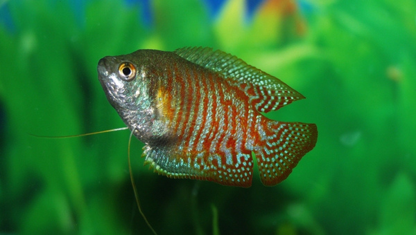 Gouramis