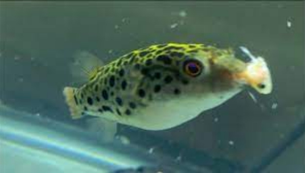 Green Spot Pufferfish