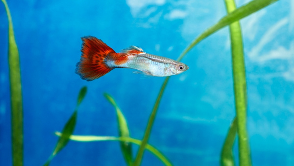 Guppy Fish Behavior and Temperament
