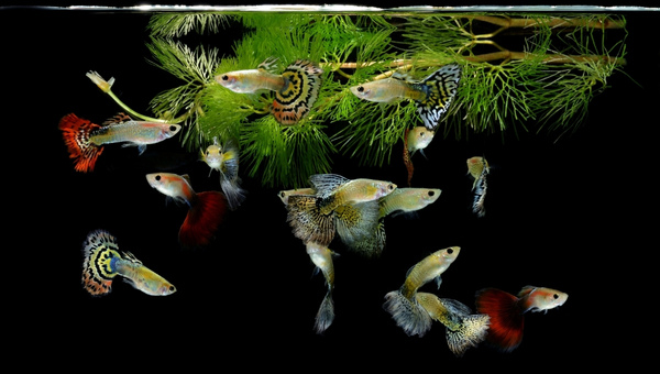 Guppy Fish Breeding