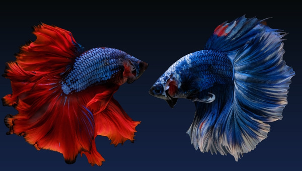 Halfmoon Betta Behavior & Temperament