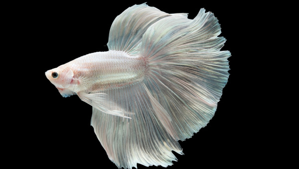 Halfmoon Betta Species Summary