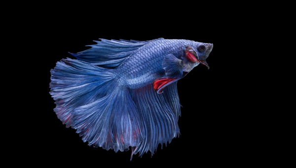 Halfmoon Bettas Appearance