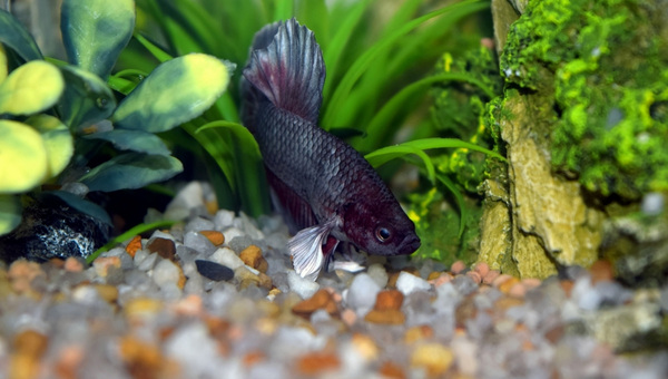 Halfmoon Bettas Breeding