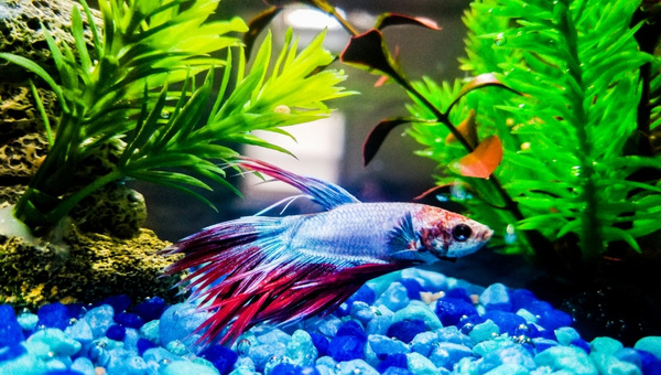 Halfmoon Bettas Tank Size