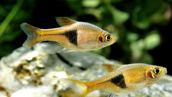  Harlequin Rasbora