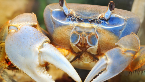 How Rainbow Crab Different From Other Crabs