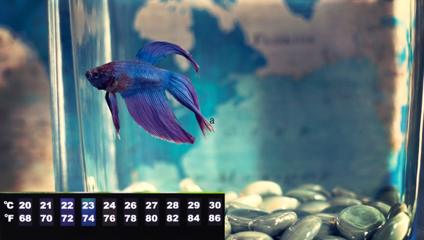 How To Acclimate Betta To A New Water Temperature