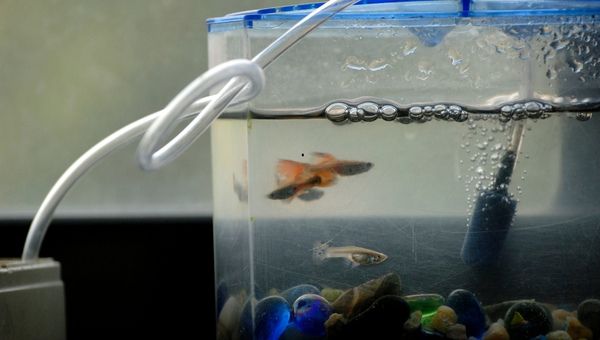 How To Clear A Cloudy Fish Tank