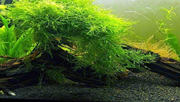 Java Moss Size & Growth Rate