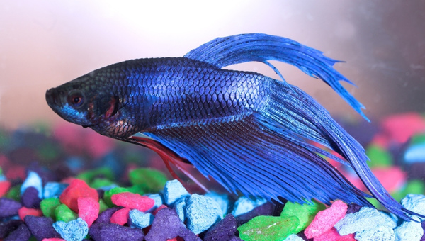 King Betta Appearance