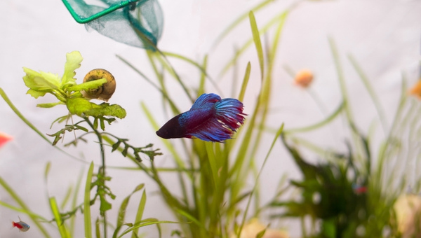 King Betta Care Guide