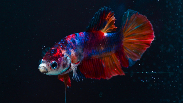 Koi Betta Appearance