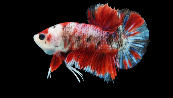 Koi Betta Food and Diet